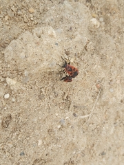 Pyrrhocoris apterus