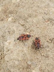 Pyrrhocoris apterus