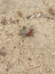 Pyrrhocoris apterus