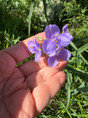 Tradescantia gigantea, photograph (c) IDClaire, some rights reserved (CC BY)