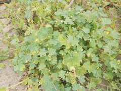 Malva parviflora
