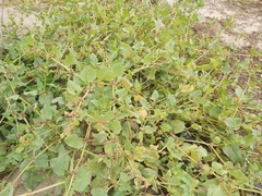 Rumex spinosus