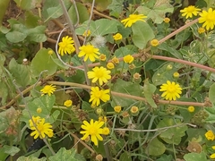 Senecio glaucus