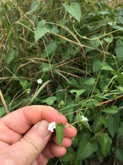 Ipomoea plebeia africana