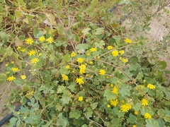 Senecio glaucus