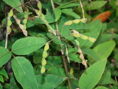 Desmodium paniculatum