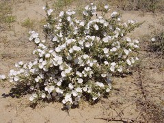 Convolvulus fruticosus