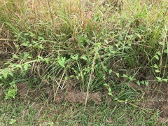 Ipomoea plebeia africana