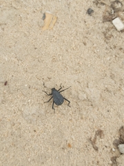 Adesmia