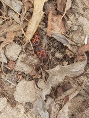 Pyrrhocoris apterus