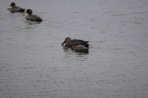 iNaturalist: (c) Heather and Andrew Hodgson, some rights reserved (CC BY-NC), uploaded by Heather and Andrew Hodgson iNaturalist image