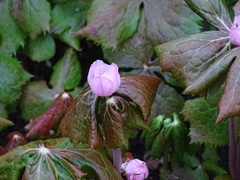 Podophyllum hexandrum