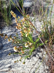 Erica subdivaricata, photograph (c) Adele SL, some rights reserved (CC BY)