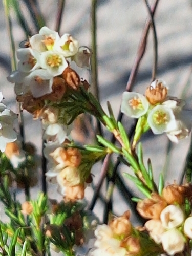 Erica subdivaricata, photograph 2
