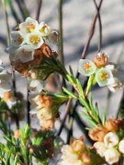 Erica subdivaricata, photograph (c) Adele SL, some rights reserved (CC BY)