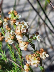 Erica subdivaricata, photograph (c) Adele SL, some rights reserved (CC BY)