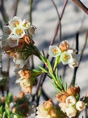 Erica subdivaricata, photograph (c) Adele SL, some rights reserved (CC BY)