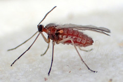 Asphondyliini