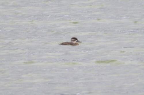iNaturalist image