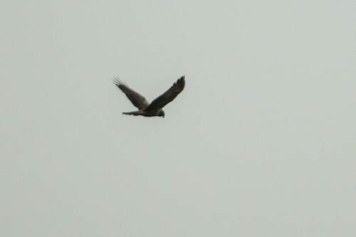 iNaturalist image