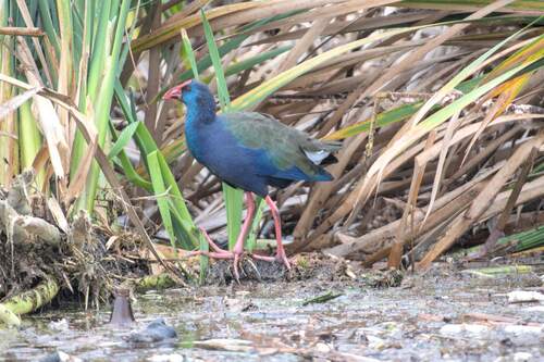 iNaturalist image