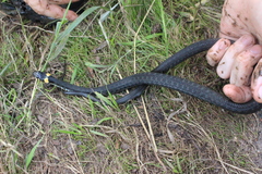 Natrix natrix