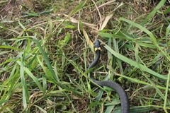 Natrix natrix