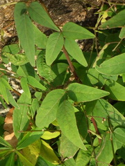 Desmodium paniculatum