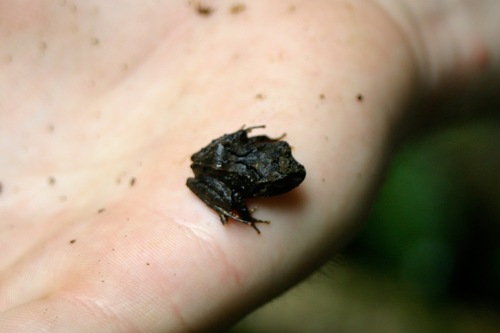 Atlantic Broad-headed Litter Frog, Craugastor megacephalus