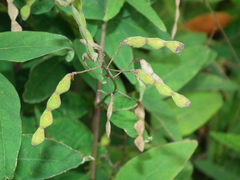 Desmodium paniculatum