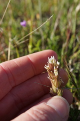 Castilleja attenuata