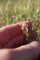 Castilleja attenuata