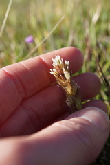 Castilleja attenuata