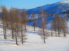 Cervus canadensis sibiricus