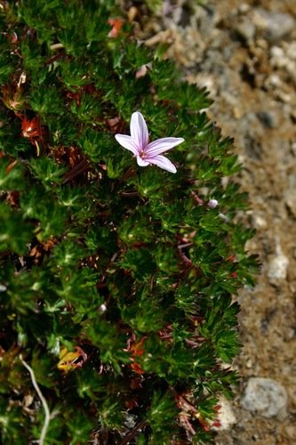 Geranium costaricense (Geranium costaricense)