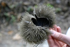 Apeiba tibourbou, photograph (c) Cody Hinchliff, some rights reserved (CC BY)