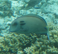 Acanthurus tennentii