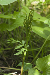 Botrychium lanceolatum
