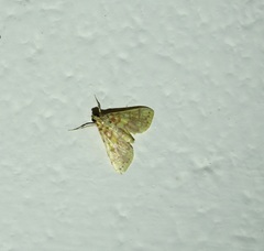 Conogethes haemactalis