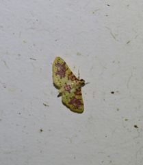 Conogethes haemactalis