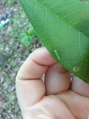 Periclista marginicollis