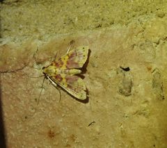 Conogethes haemactalis