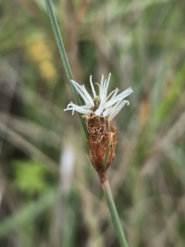 Fimbristylis tristachya, photograph 1