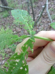 Periclista marginicollis