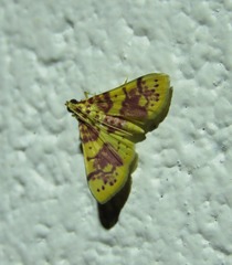 Conogethes haemactalis