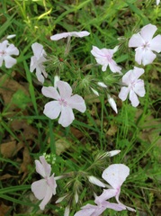 Phlox pilosa pilosa