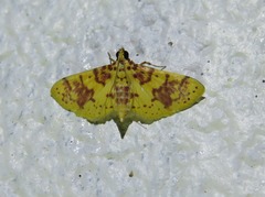 Conogethes haemactalis