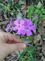 Phlox pilosa pilosa