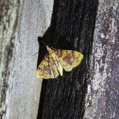 Conogethes haemactalis
