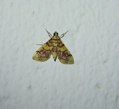 Conogethes haemactalis